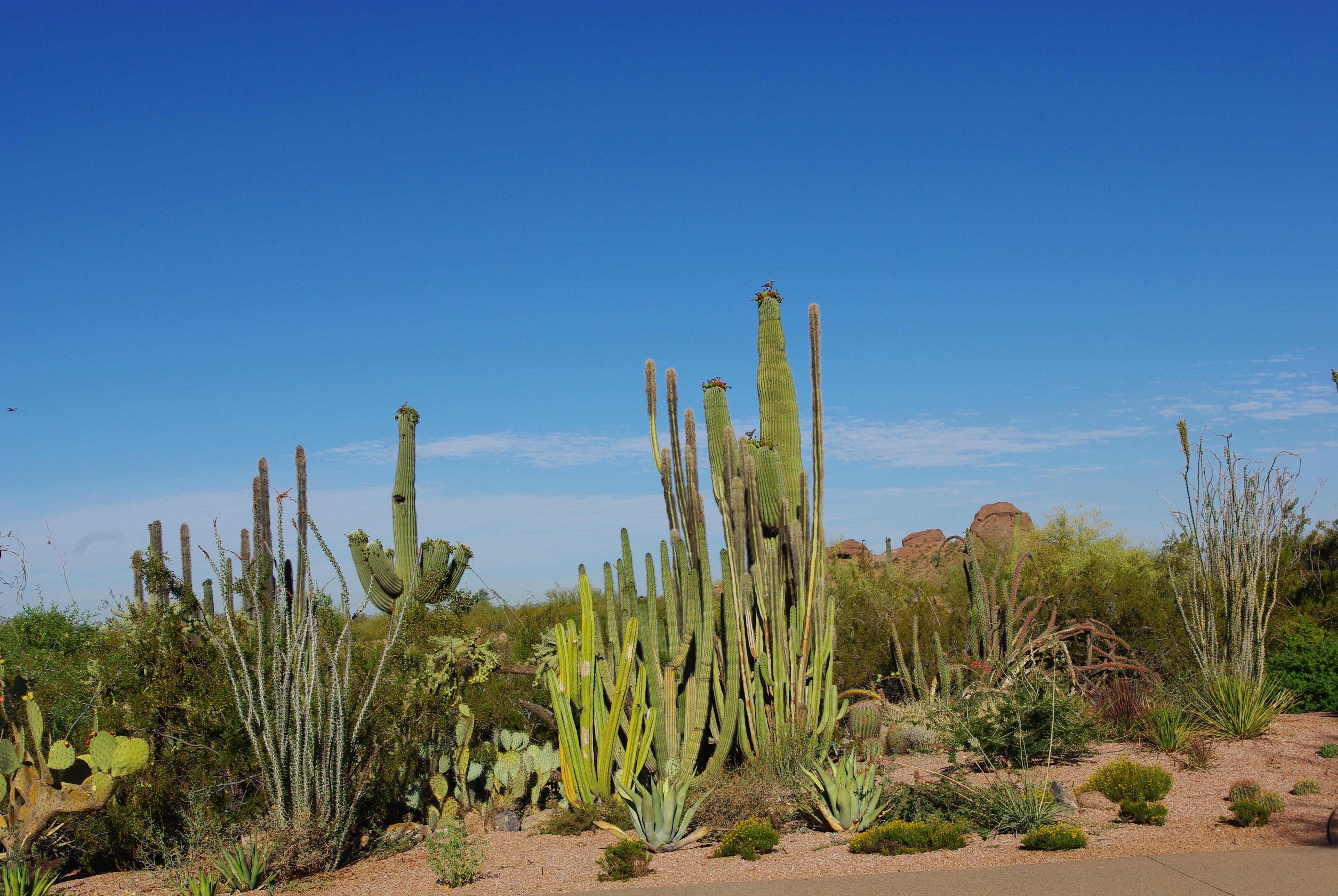 Desert Plants