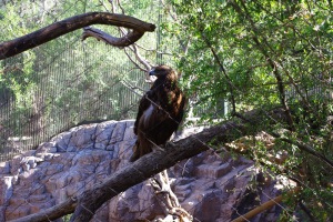 A golden eagle sits on its perch.
