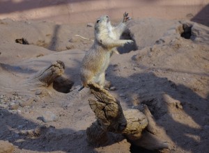 This prairie dog stole the show with his antics.