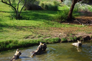 African wild dogs frolic in the water.
