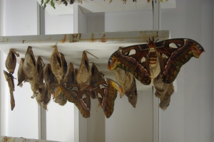An Atlas Moth emerges from its cocoon in the Butterfly Emergence Gallery.