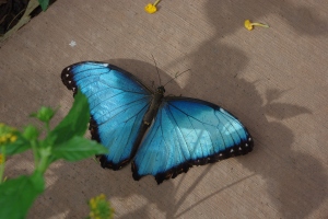 A Blue Morpho rests along the path in the Conservatory.