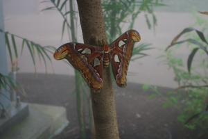 An Atlas Moth hangs on one of the trees in the Conservatory.