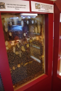 Honey bees work behind glass in their exhibit.
