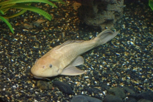 The Giant Gourami is one of the Amazon fish in the aquariums at Butterfly Wonderland.