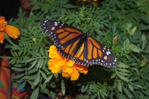 A monarch butterfly rests on a bright yellow flower in the butterfly pavilion.